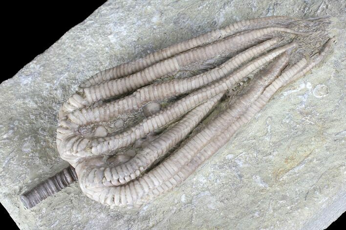 Crinoid (Agaricocrinus) Fossil - Crawfordsville, Indiana #99923